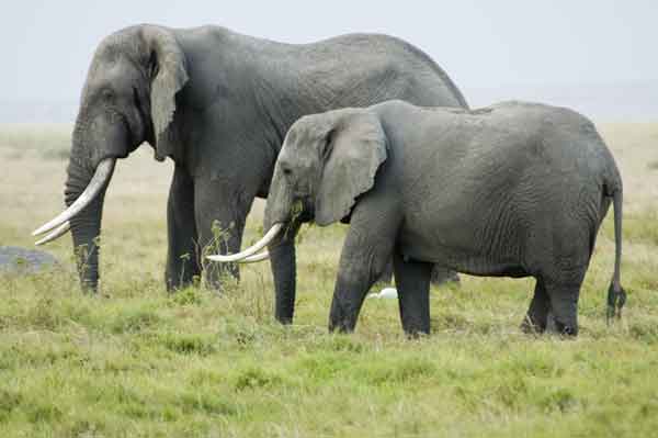 Elefante - parque nacional de Amboseli - Kenia 3.jpg